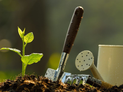 Verduras para plantar en marzo: una guía completa para jardineros