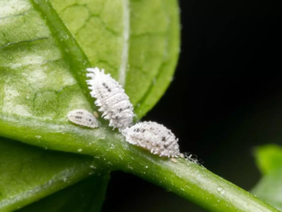 Proteja sus plantas de las cochinillas con SOLABIOL sin dañar el medio ambiente