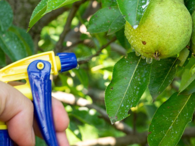 La Bouillie Bordelaise: Entre Tradition et Innovation pour un Jardinage Écorespo
