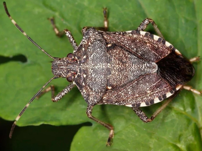 Tutto sulle cimici diaboliche e verdi: identificazione, pericoli