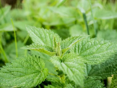 Purin d'Ortie : Le Secret Naturel pour un Jardin Sain et Verdoyant !