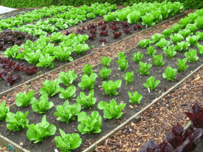 Wie erstelle ich einen Bio-Gemüsegarten?