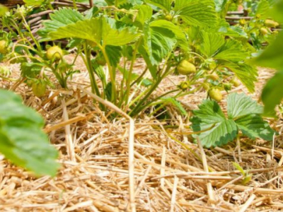 Warum Ihren Gemüsegarten vor dem Winter mulchen?