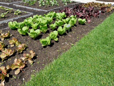 Nos astuces pour cultiver son jardin sans sortir de chez soi !