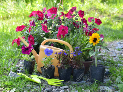 Keeping a beautiful garden all summer, instructions