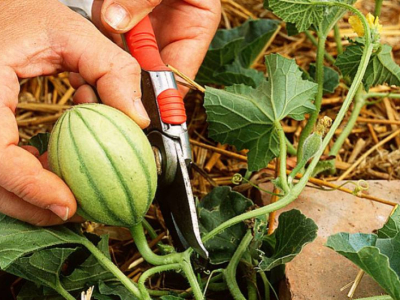 Cosa fare nell'orto nel mese di agosto?