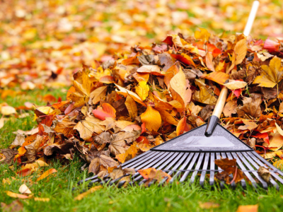 Autumn gardening: how to pick up and use dead leaves?