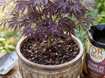 Érable du Japon et Camélias : Pourquoi le terreau Or Brun est vital ?