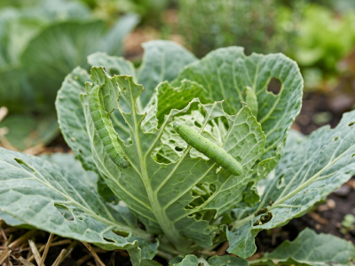 Bacillus thuringiensis : la solution biologique pour protéger votre potager des chenilles