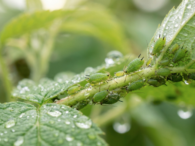 Guida completa al trattamento anti-afidi in agricoltura biologica: eliminare i parassiti naturalmente