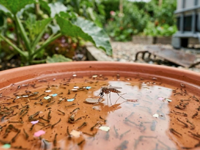 Les moustiques ont-ils disparu avec la canicule ? Ce qu'il faut vraiment comprendre (et faire)